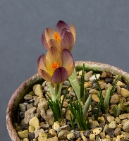 Crocus 'Rainbow Gold'